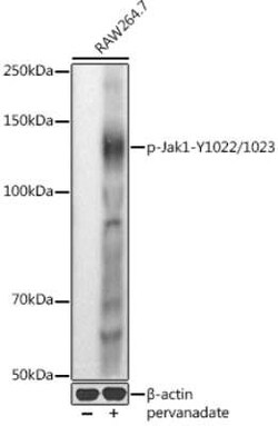 Jak1, p Tyr1022, p Tyr1023 Antibody - BSA Free, Novus Biologicals 100 &mu;g;
